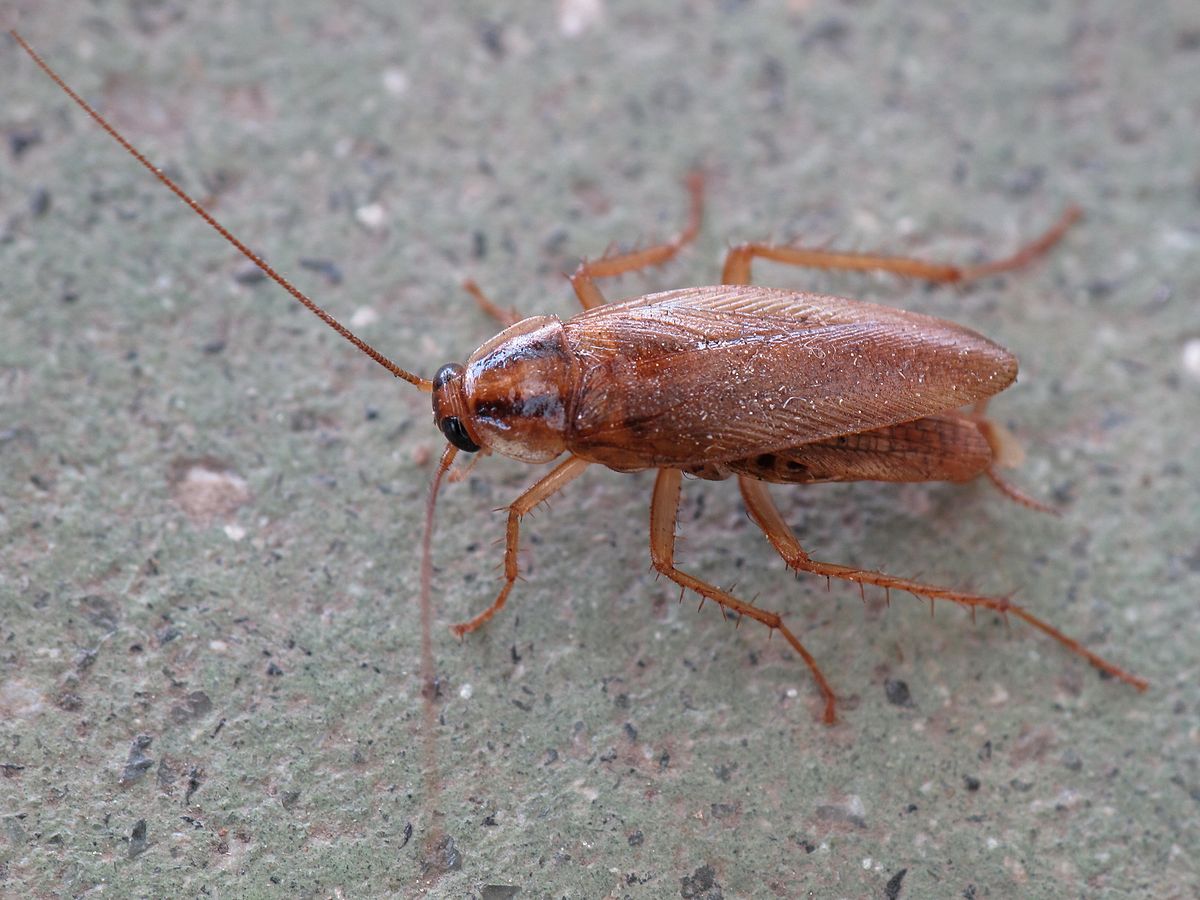 Introduction to Blattella Germanica